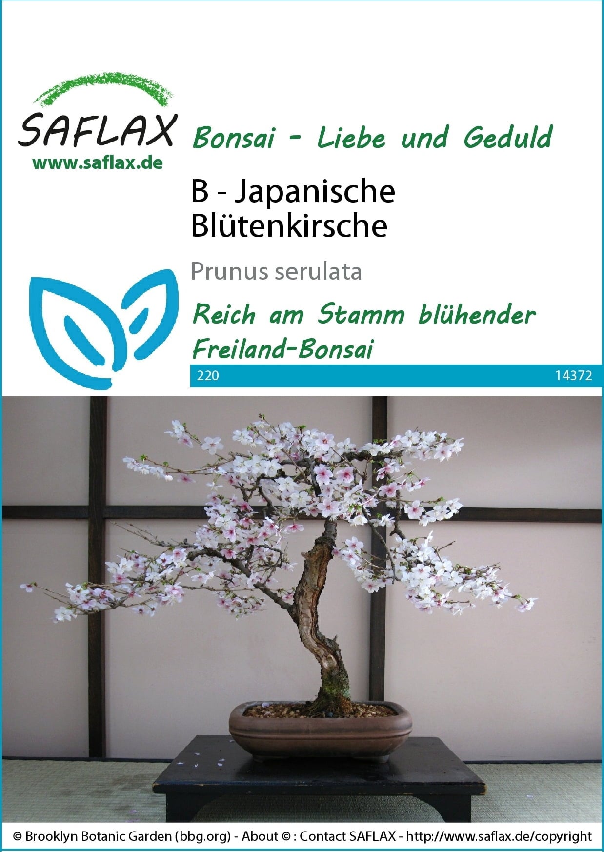 Bonsai - Japanische Blütenkirsche