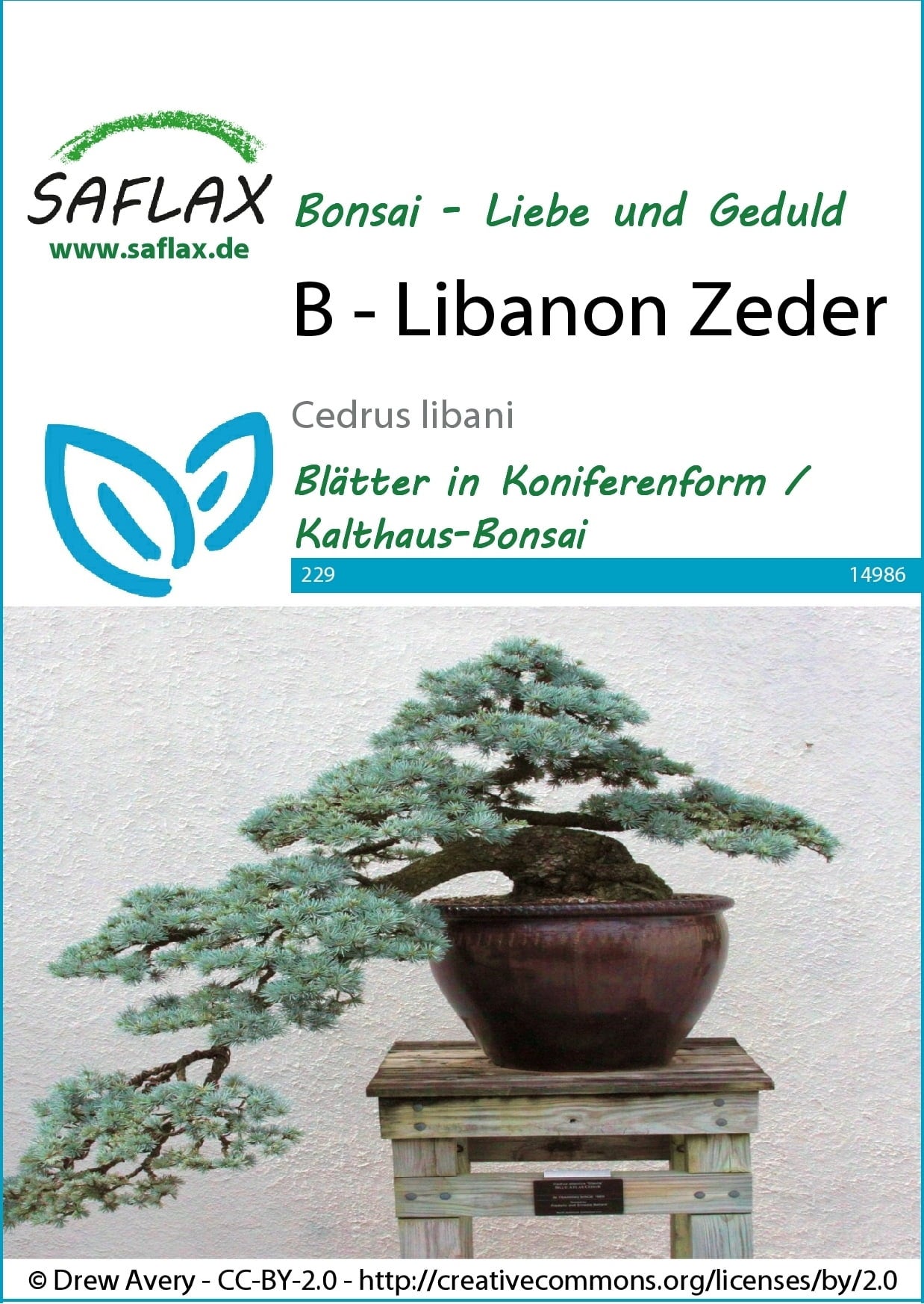 Bonsai - Libanon Zeder