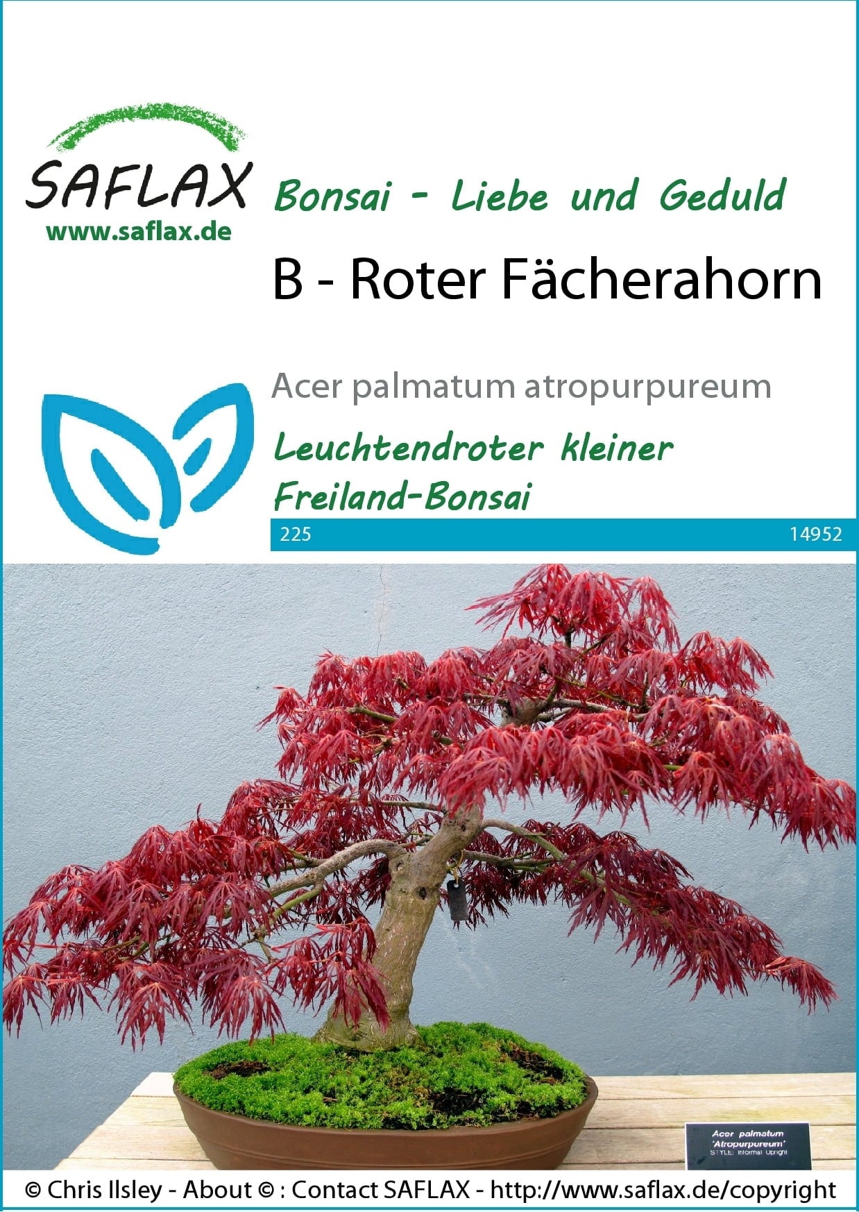 Saflax Bonsai - Roter Fächerahorn - 1 Pkg