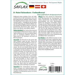 Saflax Bonsai - Roter Fächerahorn - 1 Pkg