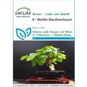 Saflax Bonsai - Weißer Maulbeerbaum - 1 Pkg