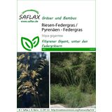 Saflax Riesen-Federgras / Pyrenäen - Federgras