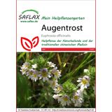 Saflax Augentrost