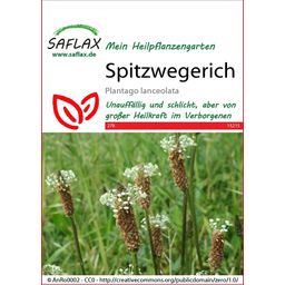 Saflax Spitzwegerich - 1 Pkg