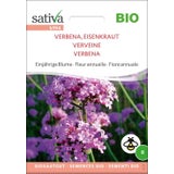 Bio Einjährige Blume "Verbena, Eisenkraut"