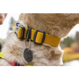 Ruffwear Hi & Light Hundehalsband Lichen Green