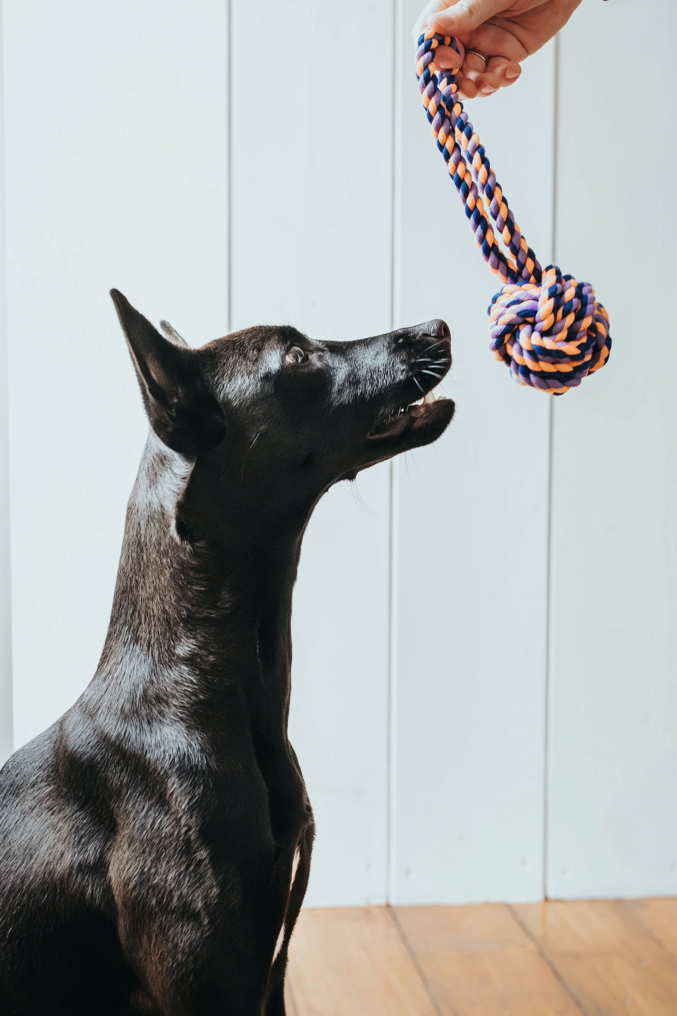 Hundespielzeug Ball mit Handschlaufe Jena 21cm - 1 Stk
