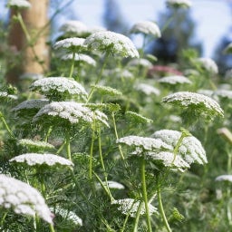 Jora Dahl Knorpelmöhre - Ammi majus 