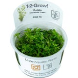 Tropica Rotala rotundifolia 'Green' CUP