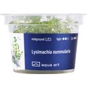 AquaArt Lysimachia nummularia - 1 Stk