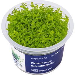 AquaArt Micranthemum micranthemoides