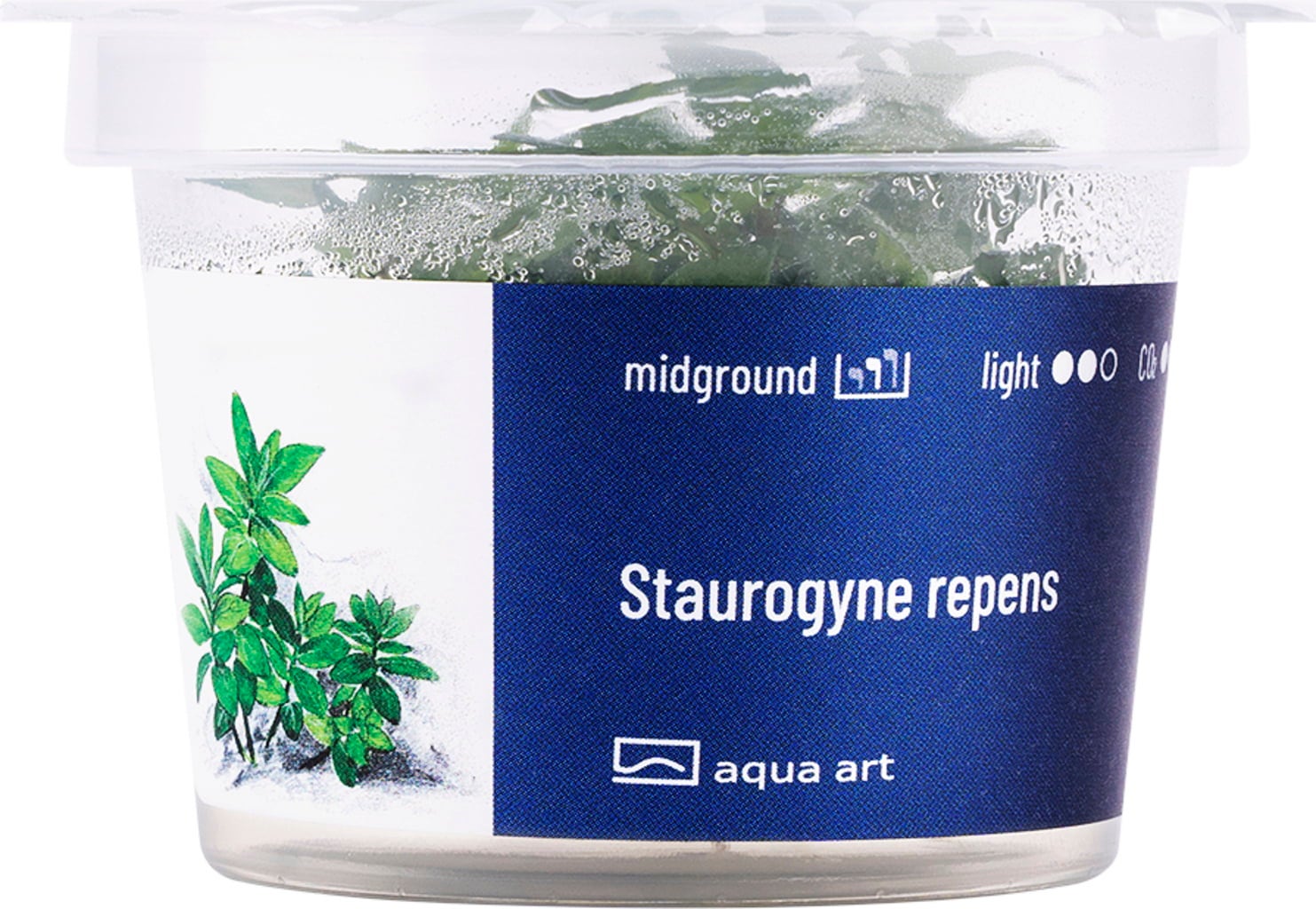 AquaArt Staurogyne repens - 1 Stk