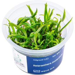 AquaArt Heteranthera zosterifolia - 1 Stk