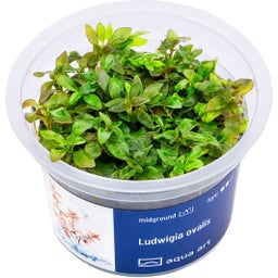 AquaArt Ludwigia ovalis - 1 Stk