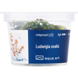 AquaArt Ludwigia ovalis - 1 Stk