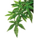 Abutilon, L