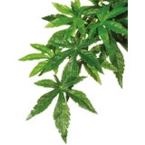 Exo Terra Abutilon