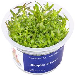 AquaArt Limnophila aromatica
