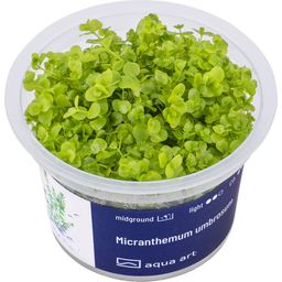 AquaArt Micranthemum umbrosum - 1 Stk