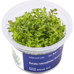 AquaArt Rotala rotundifolia 'Green' - 1 Stk