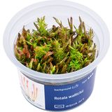 AquaArt Rotala wallichii