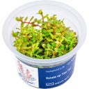 AquaArt Rotala sp.'Yao Yai' - 1 Stk