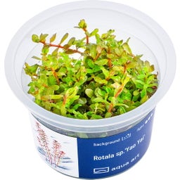 AquaArt Rotala sp.'Yao Yai' - 1 Stk