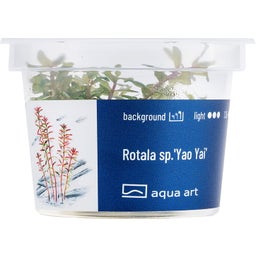 AquaArt Rotala sp.'Yao Yai' - 1 Stk