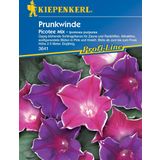 Kiepenkerl Prunkwinde "Picotee Mix"