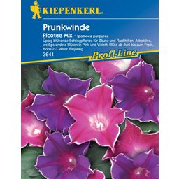 Kiepenkerl Prunkwinde 