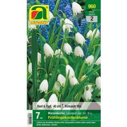 AUSTROSAAT Frühlingsknotenblume 