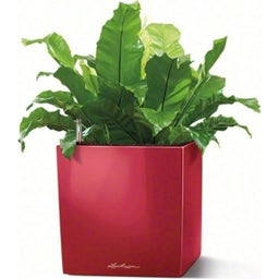Lechuza Pflanzgefäß CUBE Premium 30 - Scarlet Rot Hochglanz