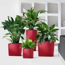 Lechuza Pflanzgefäß CUBE Premium 30 - Scarlet Rot Hochglanz