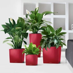 Lechuza Pflanzgefäß CUBE Premium 30 - Scarlet Rot Hochglanz