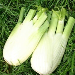 De Bolster Knollenfenchel 