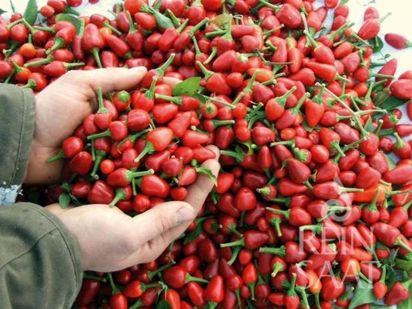 ReinSaat Rote Chili 