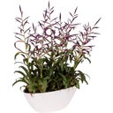 elho brussels oval 36 cm - weiss