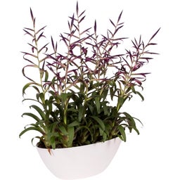 elho brussels oval 36 cm - weiss