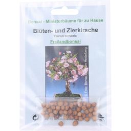 TROPICA Blüten- & Zierkirsche - 30 Körner