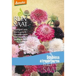 ReinSaat Witwenblume - 1 Pkg