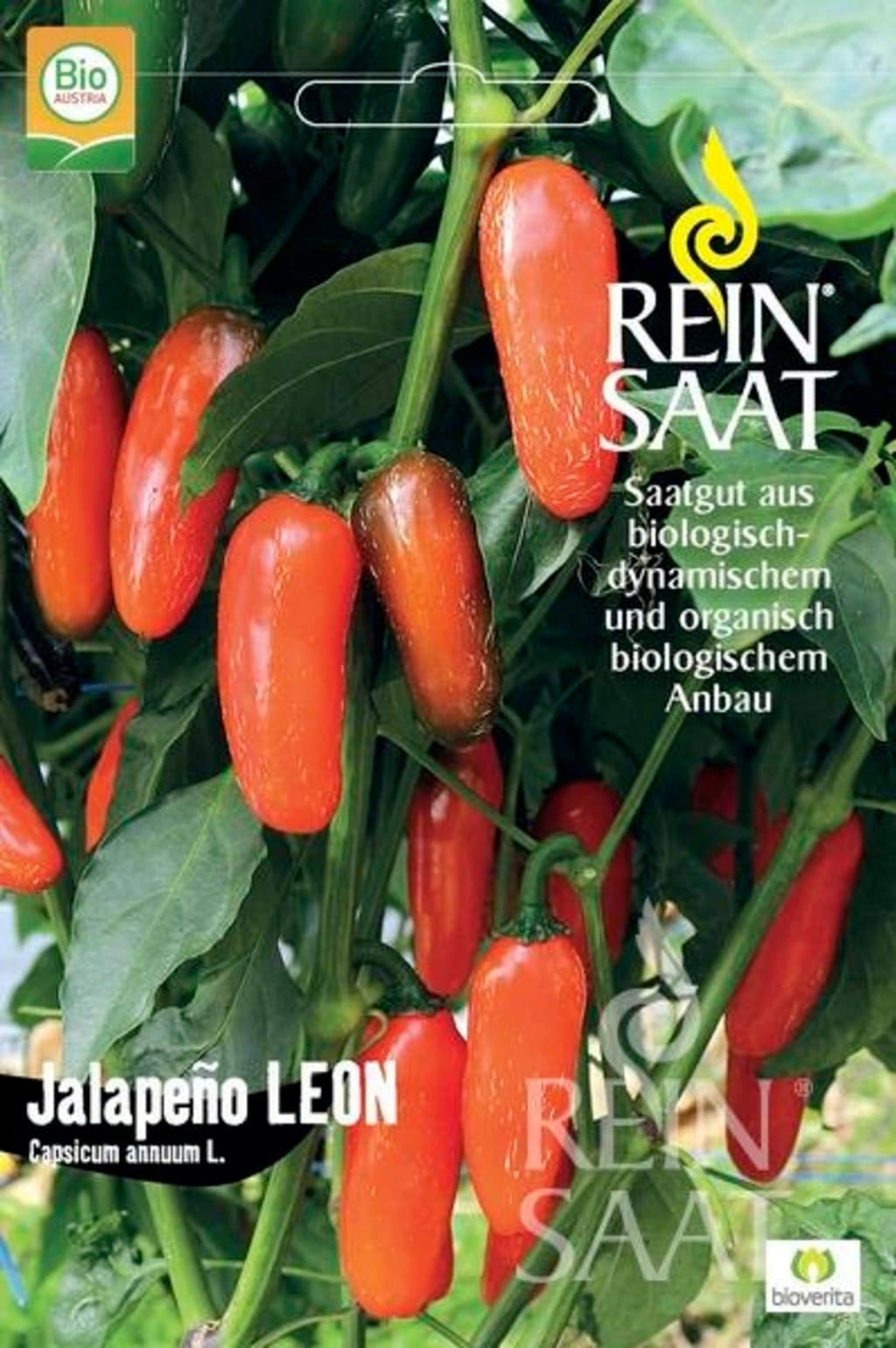 Chili 