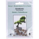 TROPICA Goldkiefer