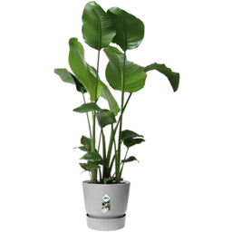 elho greenville Topf rund 30 cm - lebendig beton