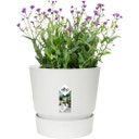elho greenville Topf rund 20 cm - weiss