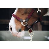 Kentucky Horsewear Nylon-Halfter geflochten bordeaux