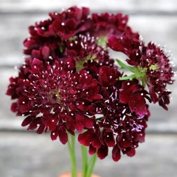 Schnittblumen Set 