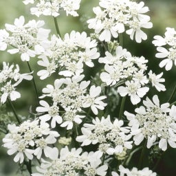 Schnittblumen Set 