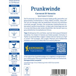 Kiepenkerl Prunkwinde 