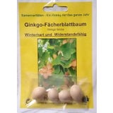 TROPICA Ginkgo - Fächerblattbaum