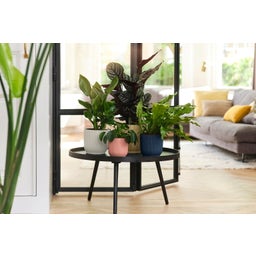 elho vibes fold rund 16 cm